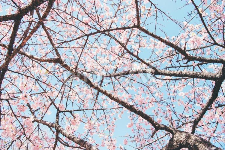 桜　素材　イメージ 桜,サクラ,青空の写真素材