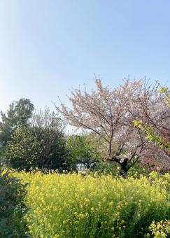 菜の花 菜の花,アブラナ,蕾の写真素材