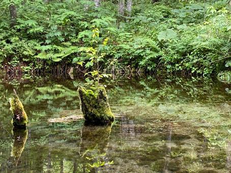 神の子池 神の子池の写真