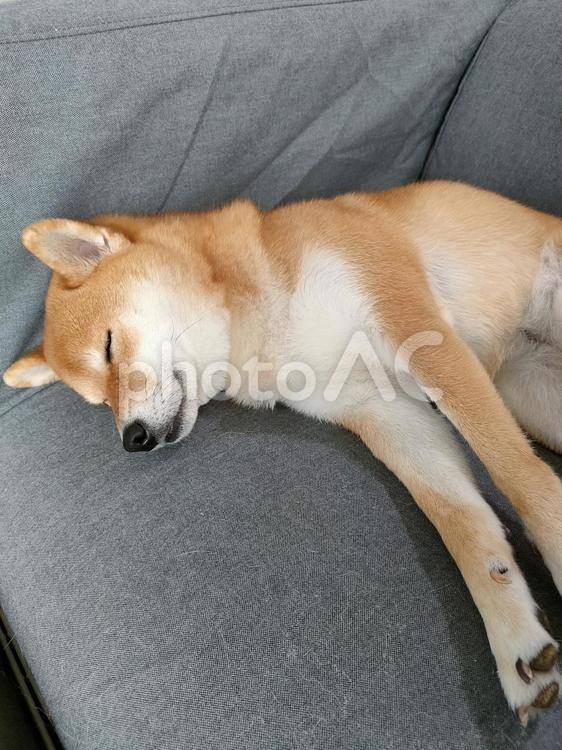 気持ち良さそうに眠る柴犬くるみ 犬,柴犬,shibainuの写真素材