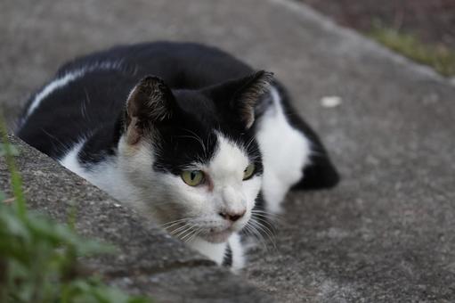 公園ネコ　沖縄県　那覇市 ネコ,かわいい,もふもふの写真素材