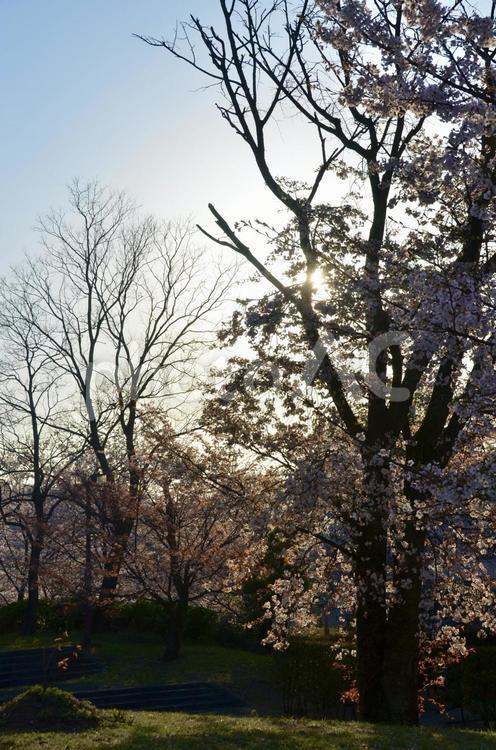 夕日と満開の桜のコラボレーション 夕日,桜,木々の写真素材