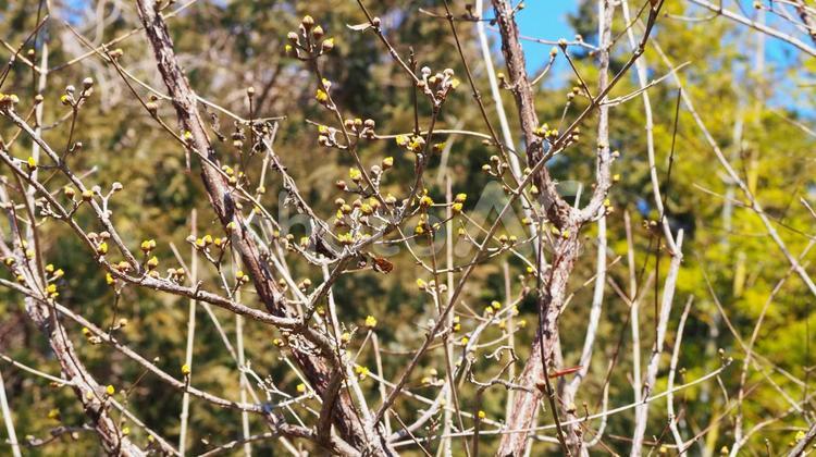春の葛西臨海公園・山茱萸の花（東京都） サンシュユ,花,葛西臨海公園の写真素材