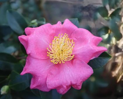 油茶 山茶花,花,flowerの写真素材