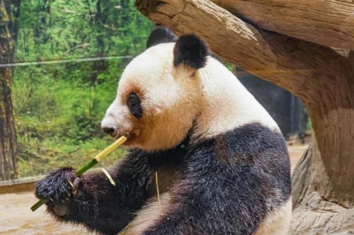 ジャイアントパンダ ジャイアントパンダの写真