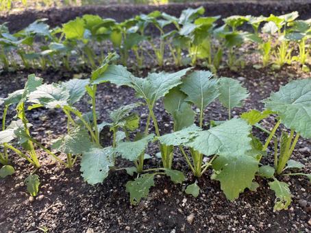 野菜づくりの畑 野菜づくり,畑,蕪の写真素材