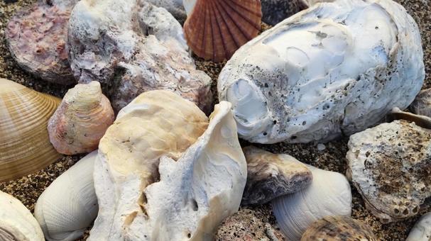 貝殻 貝殻,牡蠣,二枚貝の写真素材