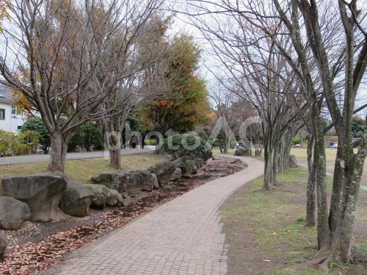 公園の散策路　初冬 公園,広場,散歩の写真素材