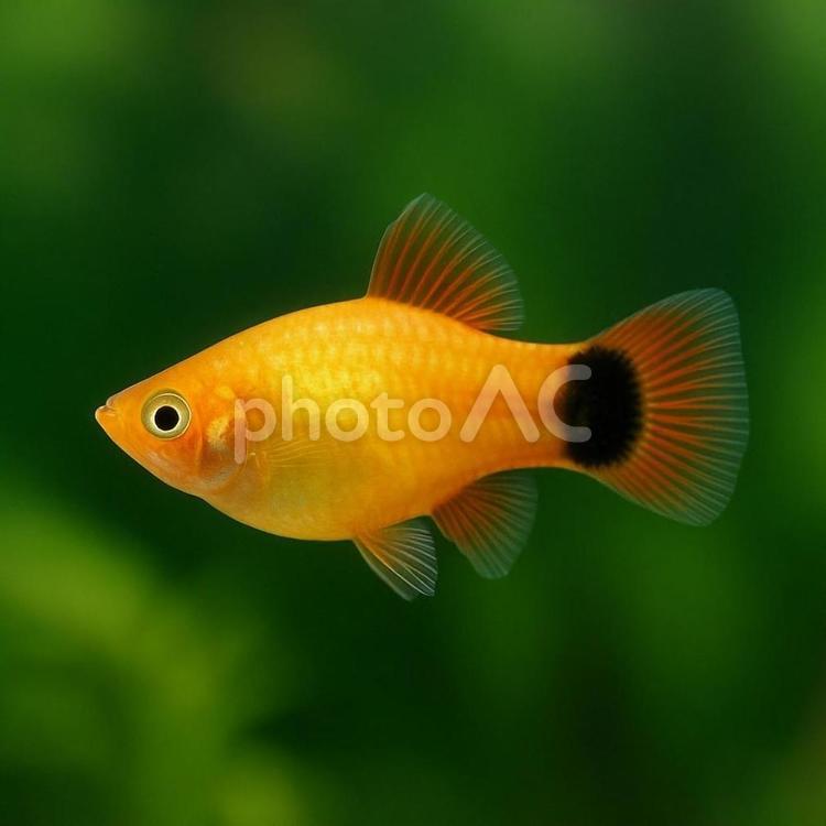 【熱帯魚】ミッキーマウスプラティの泳ぐ姿 ミッキーマウスプラティ,熱帯魚,観賞用の写真素材