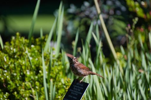 Photo, sparrow, song sparrow, songbird, 