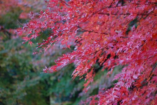 紅葉 紅葉の写真