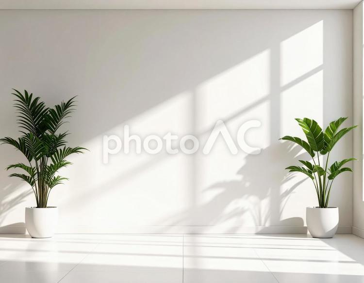白い部屋と2つの観葉植物 観葉植物,植物,室内の写真素材
