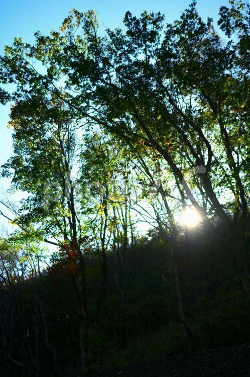 木立の木漏れ日 風景,木,木材の写真素材