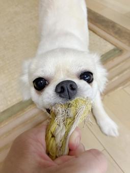 飼い主とおもちゃで遊ぶチワワ 飼い主とおもちゃで遊ぶチワワ チワワ,ペット,犬の写真素材