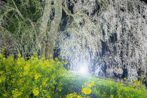 福岡-【法華原華庭園の桜】 福岡,桜,名所の写真素材