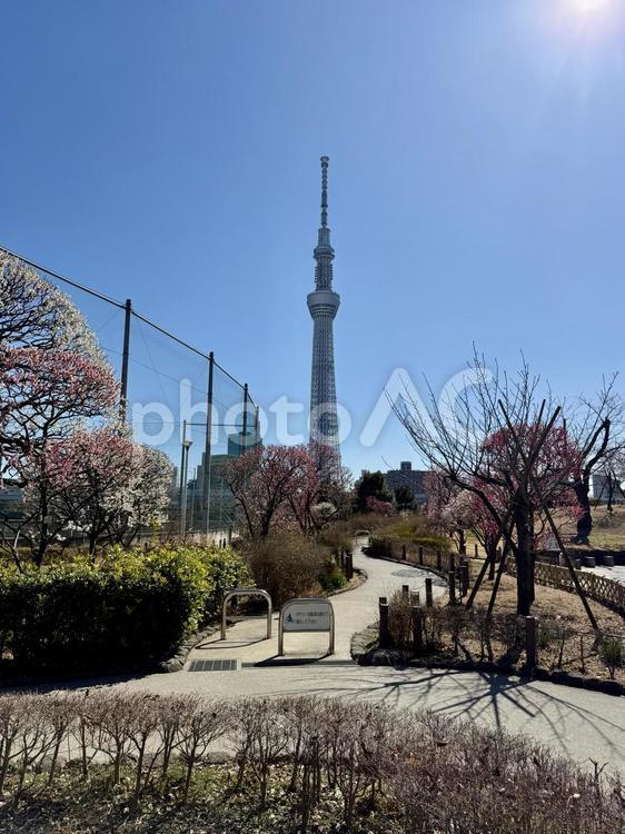 梅の季節の隅田公園 梅,梅花,2月の写真素材