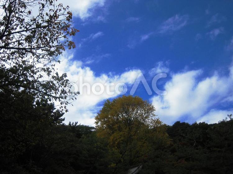 三渓園　横浜 三渓園,横浜,青空の写真素材