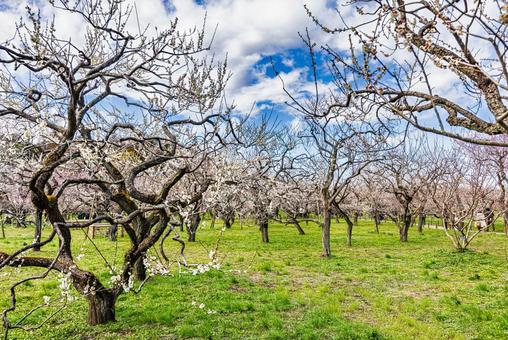 偕楽園公園　満開の梅園 偕楽園,花,梅の写真素材