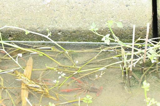 ザリガニ ザリガニ 素材,ザリガニ,特定外来生物の写真素材