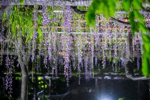 亀戸天神社の藤の花 ライトアップ 亀戸天神社の藤の花 ライトアップの写真