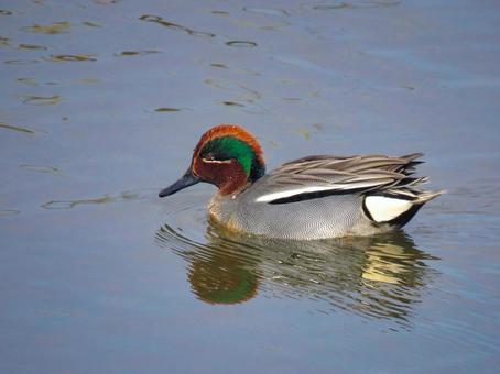 池で泳ぐコガモのオス 池で泳ぐコガモのオス コガモ,小鴨,野鳥の写真素材