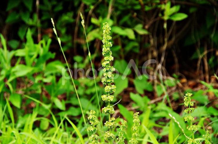 ギシギシの花 ギシギシ,シノネ,ウマスカンポの写真素材