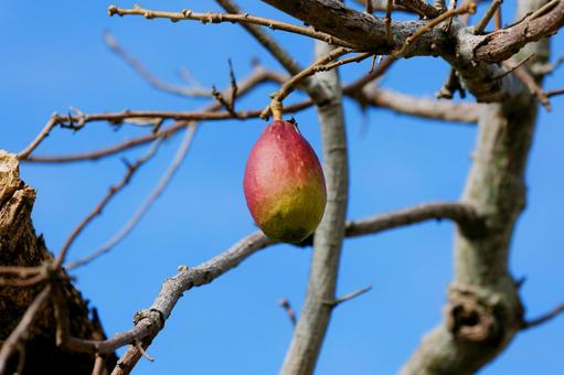トックリキワタ(蒴果) トックリキワタ(蒴果)の写真