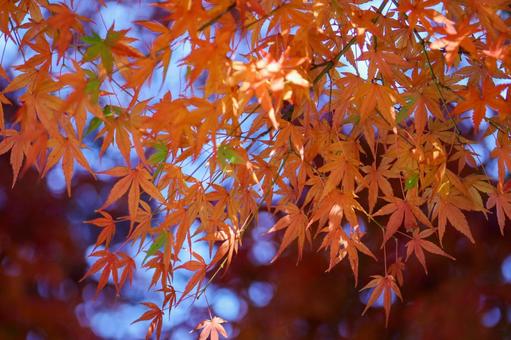 秋の気配・色づく紅葉 紅葉,秋,モミジの写真素材