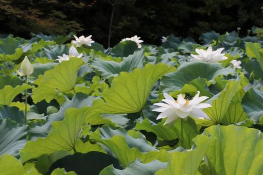 法金剛院 苑池の蓮の花 法金剛院 苑池の蓮の花の写真