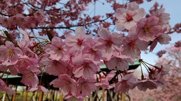 Photo, cherry blossoms, flower, spring, 