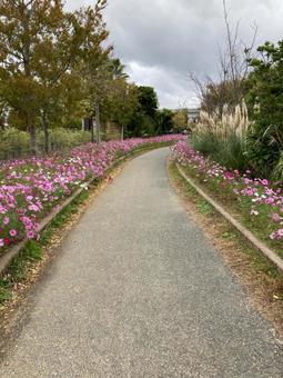 さんぽみちの写真