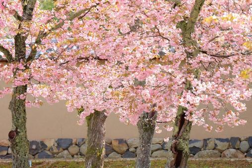 桜 桜の写真