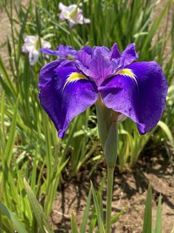 初夏を彩る紫色のハナショウブの写真