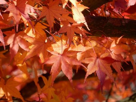【紅葉写真】美しい紅葉風景 モミジ,紅葉,晩秋の写真素材