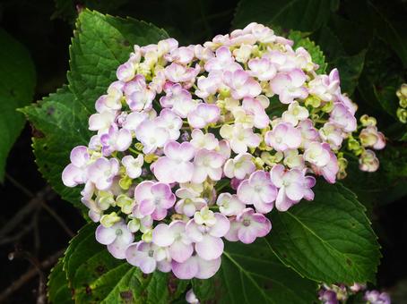紫陽花 紫陽花の写真