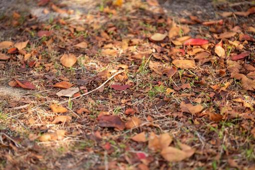 Autumn leaves, осенние листья, осенние листья и голубое небо, пустой, JPG