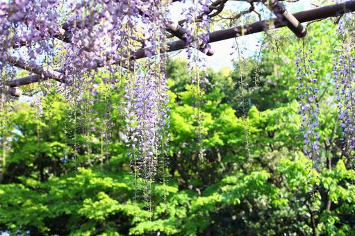 Wisteria trellis 1, JPG