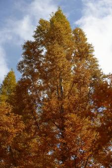セコイヤの木 セコイヤの木 紅葉,落葉樹,秋の写真素材