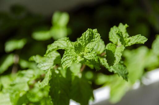 アップルミント アップルミント,ミント,ハッカの写真素材