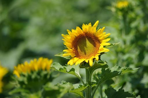 咲いたばかりの向日葵 咲いたばかりの向日葵 ひまわり,向日葵,夏の写真素材