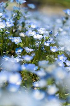 ネモフィラ畑に囲まれて ネモフィラ,花,花畑の写真素材