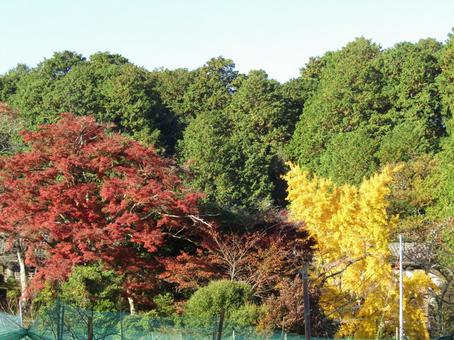 森 山,自然,景色の写真素材