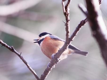 口を開けて鳴くヤマガラ 口を開けて鳴くヤマガラ 鳥,ヤマガラ,自然の写真素材
