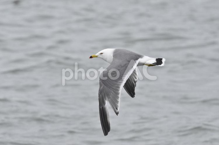 カモメ、ウミネコ カモメ,ウミネコ,鳥の写真素材