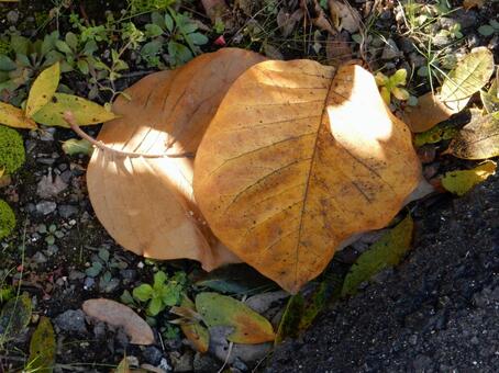 【風景写真】晩秋の風景 落ち葉,植物,季節の写真素材