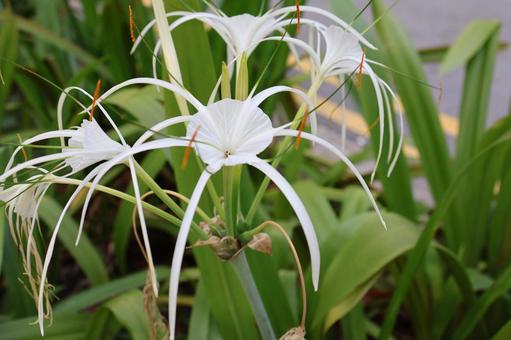 白いヒメノカリスリロラリスの花のアップ 白いヒメノカリスリロラリスの花のアップの写真