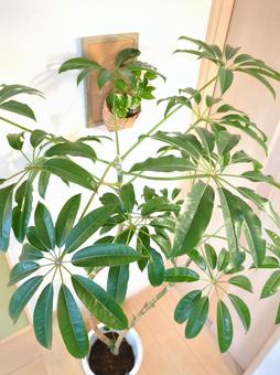 観葉植物 ツピタンサス 10号鉢 観葉植物 ツピタンサス 10号鉢 観葉植物,ツピタンサス,10号鉢の写真素材