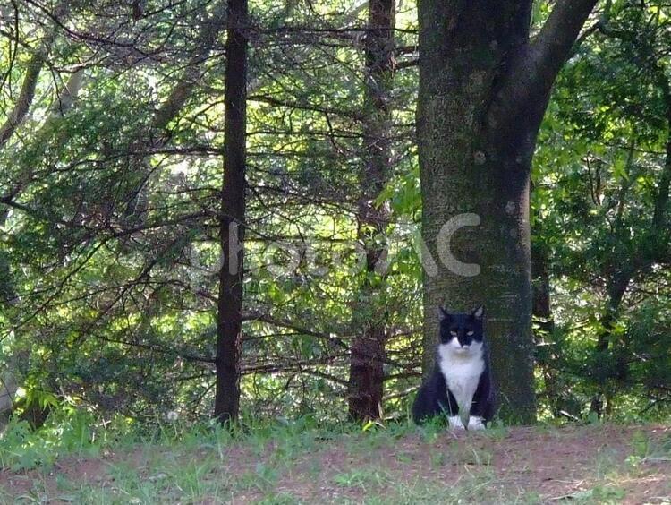 森にたたずむ猫 猫,黒猫,自然の写真素材