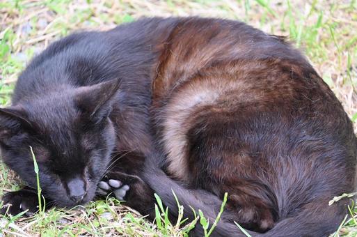野良猫のお昼寝 野良猫のお昼寝の写真
