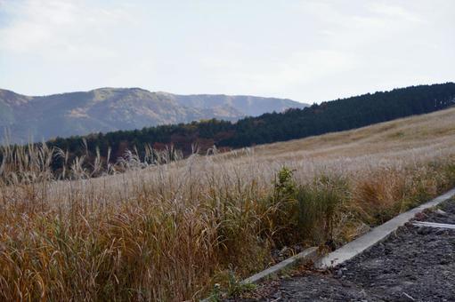 仙石原のすすき すすき,秋,風景の写真素材